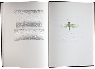 <em>Heterocloeon anoka</em> spread from Standard Edition